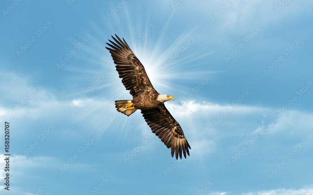 Obraz premium Łysy Eagle Lata w niebieskim niebie z słońcem nad skrzydłem