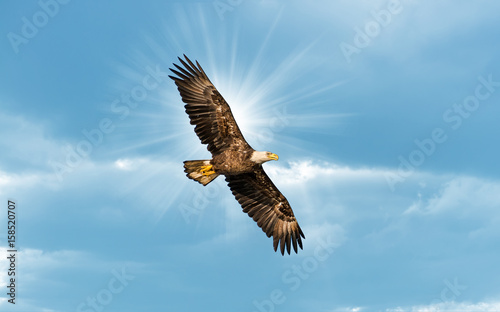 Bald Eagle Flying in Blue Sky with Sun over wing