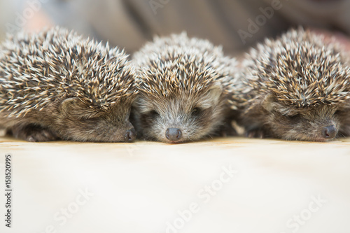 Three little Hedgehog portrait photo