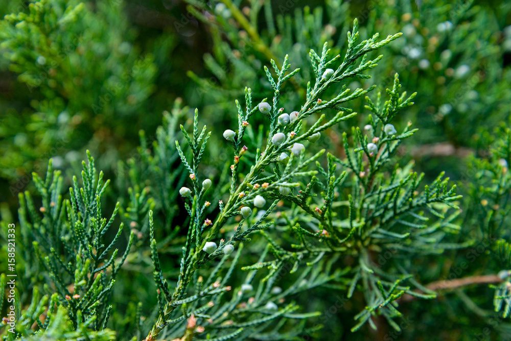 The juniper berries The juniper berries