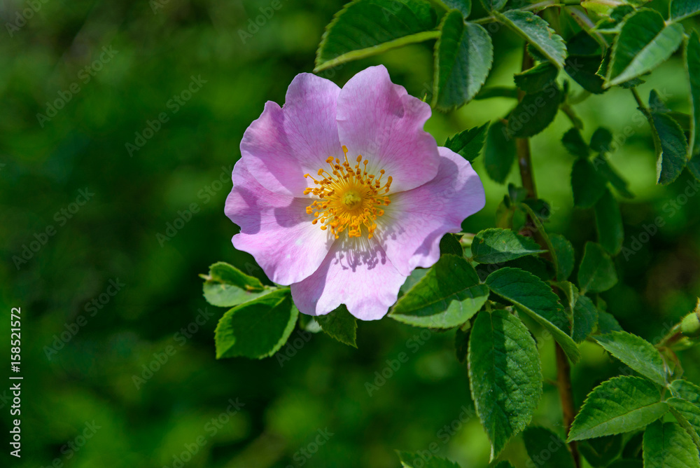 Obraz premium The Rosehip flower