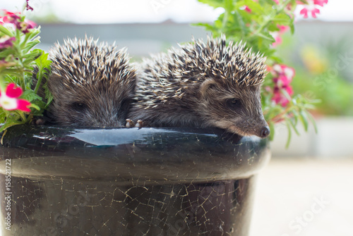Two Hedgehog in pot flowers photo