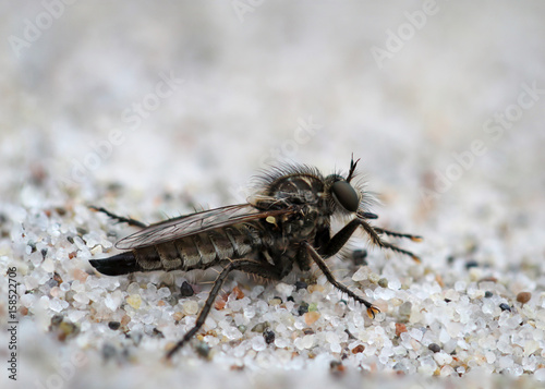 Insekt, Fliege, Macro, Natur