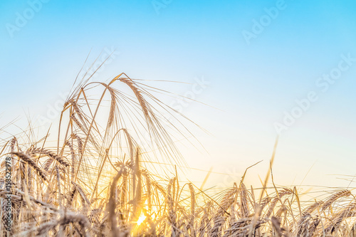 Agricultural background with ripe ears of rye in the golden rays of the low summer sun backlight. Rural scene with limited depth of field.