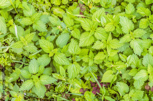 Natural background of the nettle leaves. Green nettle cover. photo