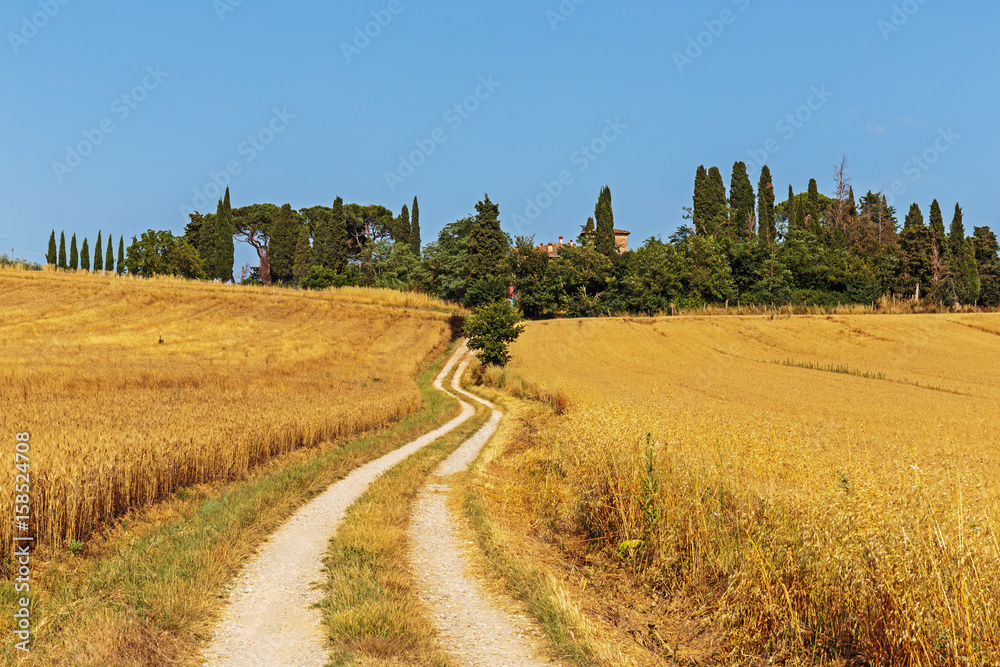 Fototapeta premium deserted country road in Italy