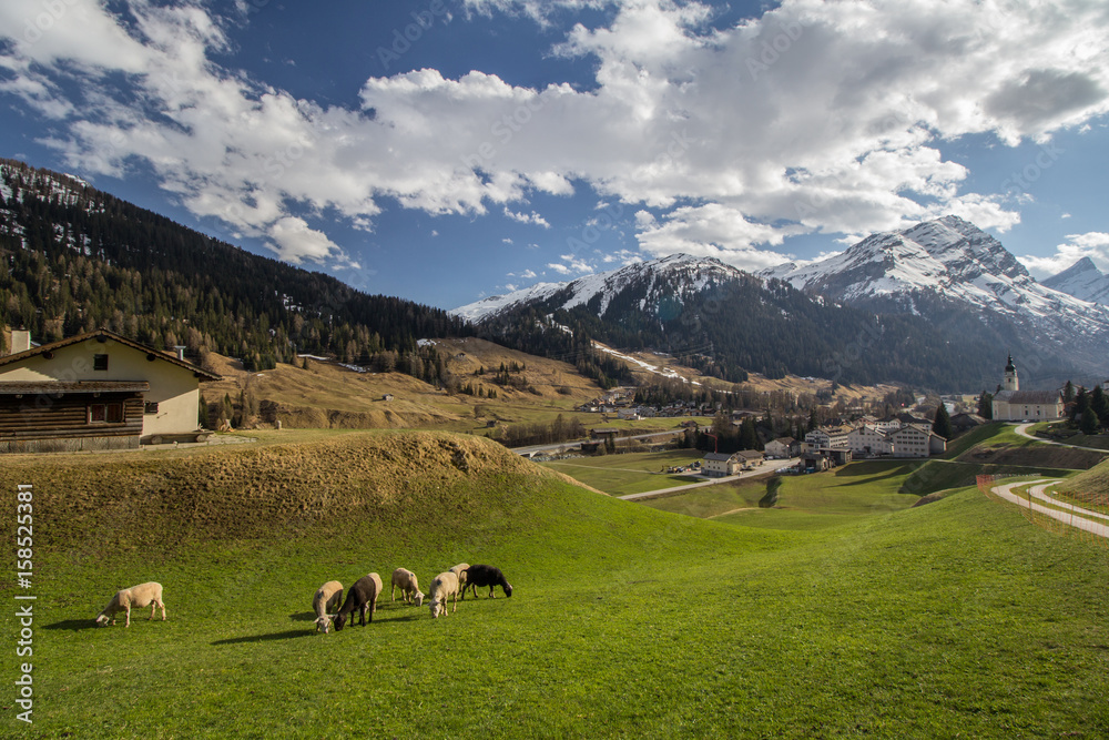 Meadows, sheep and the village of Splugen, Switzerland