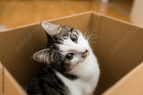 cat in a postal box