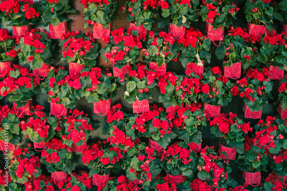 A wall of red flowers