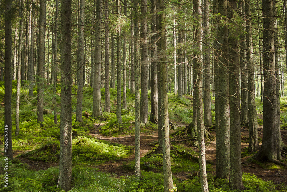 Obraz premium Las w górach