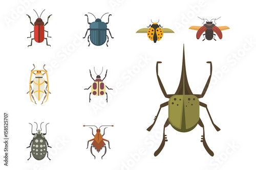 Set of insects flat style vector design icons. Collection nature beetle and zoology cartoon illustration.