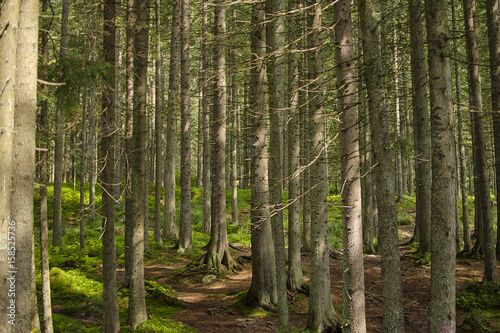 Forest in the mountains