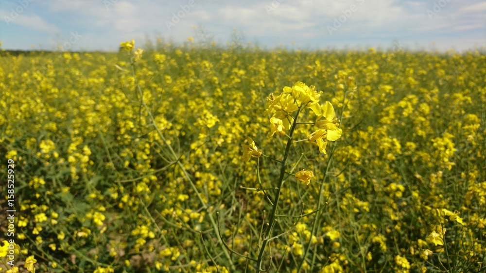 Yellow summer: rapes in field