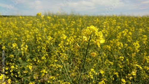 Yellow summer  rapes in field