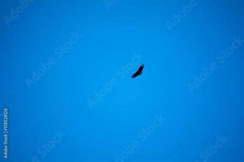 Blue Sky Eagle
