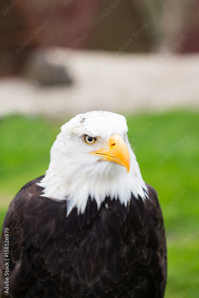 Obraz premium Portret Bielik na trawie.
