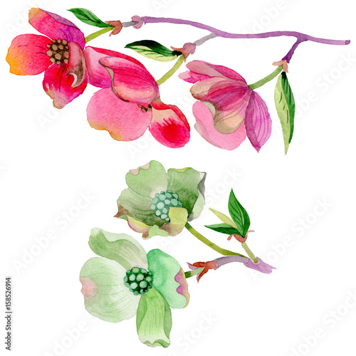 Wildflower Cornus Florida flower in a watercolor style isolated.