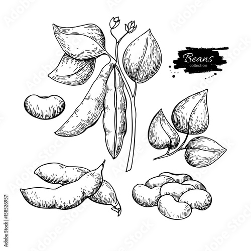 White Bean plant hand drawn vector illustration. Isolated Vegetable engraved style object.