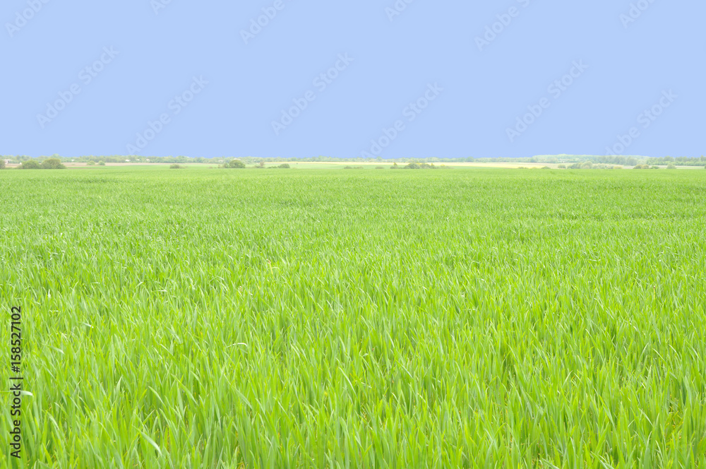 Field of green wheat