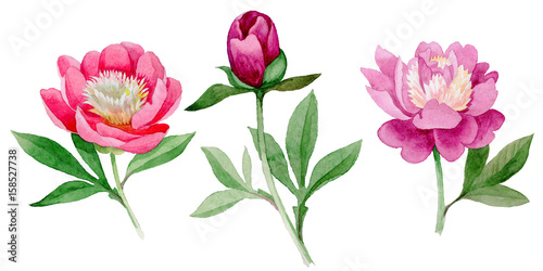 Fototapeta Naklejka Na Ścianę i Meble -  Wildflower peony flower in a watercolor style isolated.