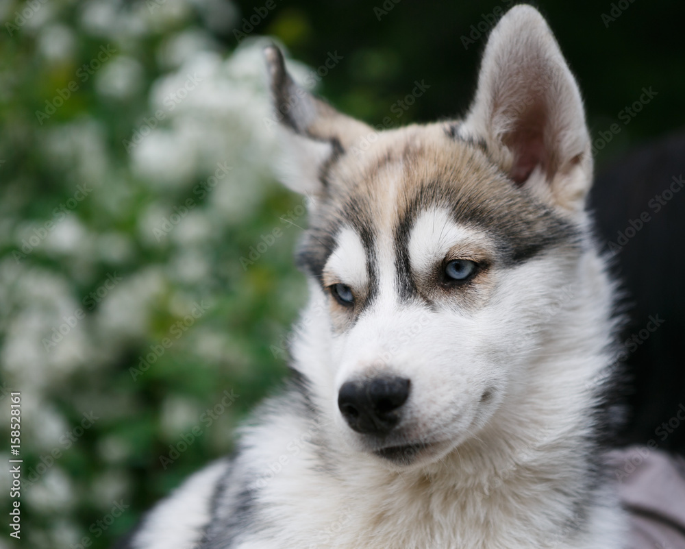 Beautiful Siberian husky puppy portrait