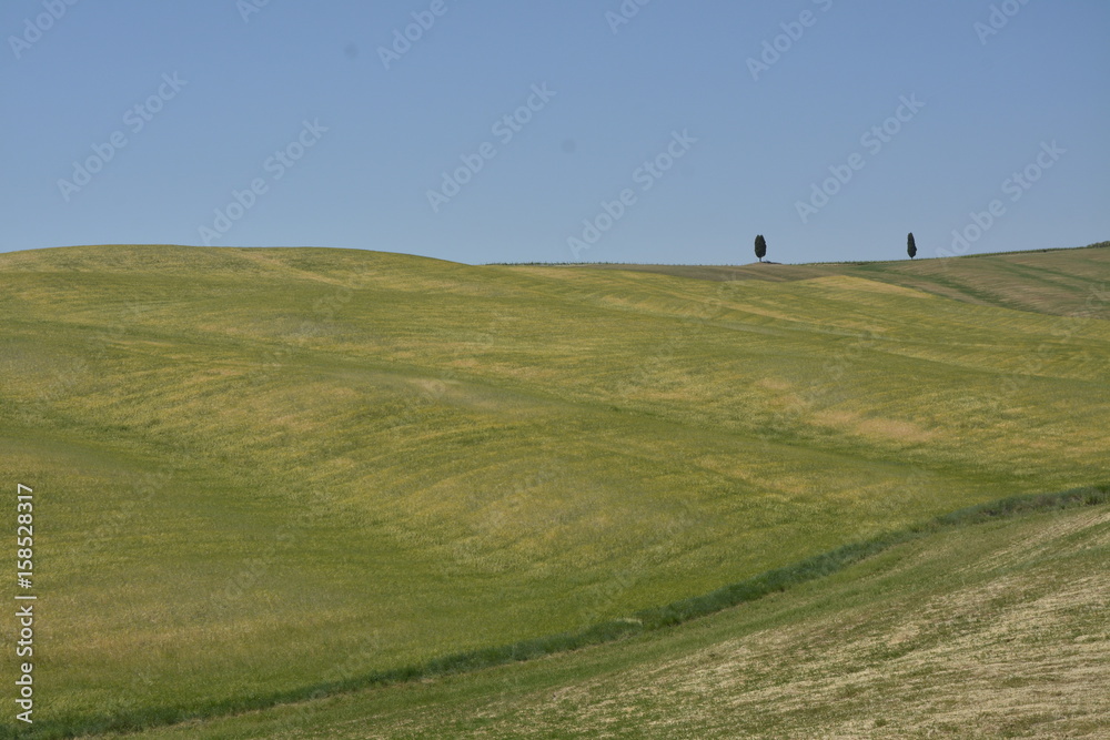 Tuscan hills with cypress trees