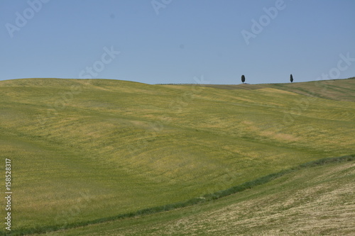Tuscan hills with cypress trees
