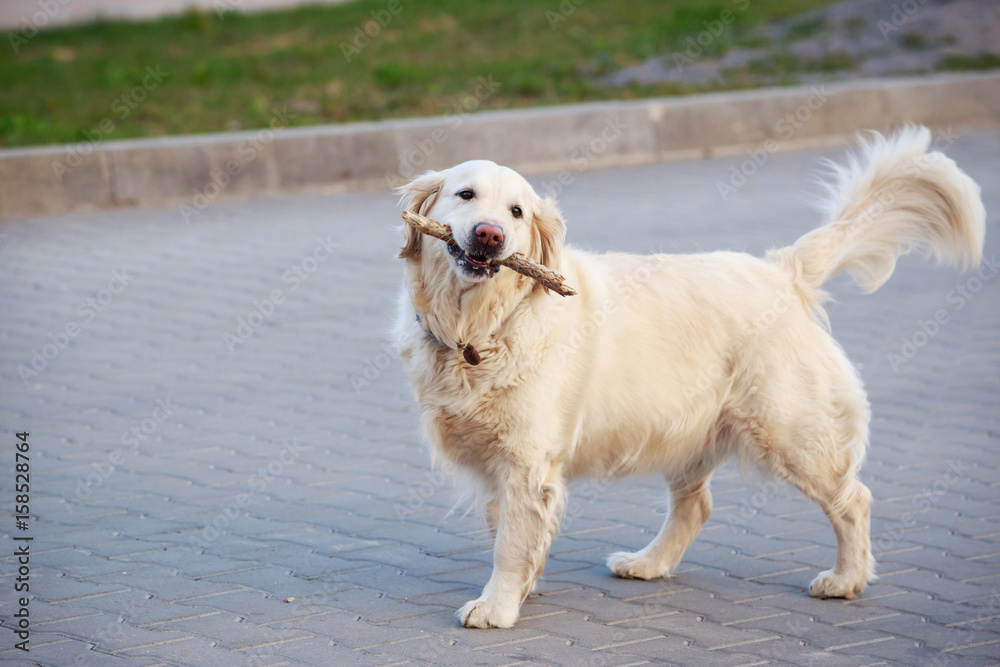 dog breed Golden retriever