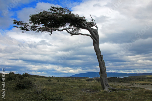 Tree deformed by wind on Tierra del Fuego, Patagonia, Argentina photo