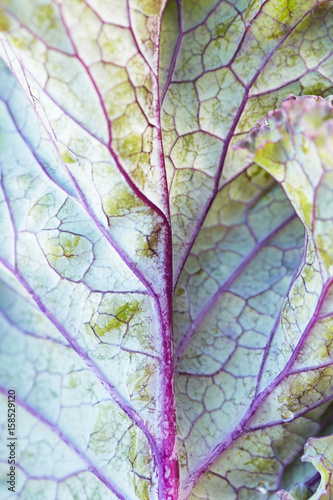 Purple Kale closeup © Denise Torres