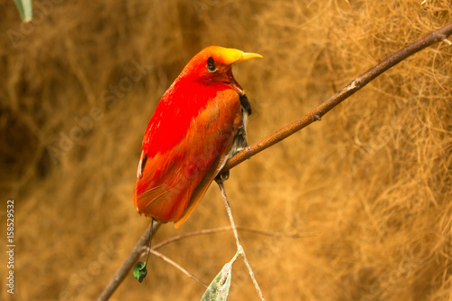 Cicinnurus regius photo