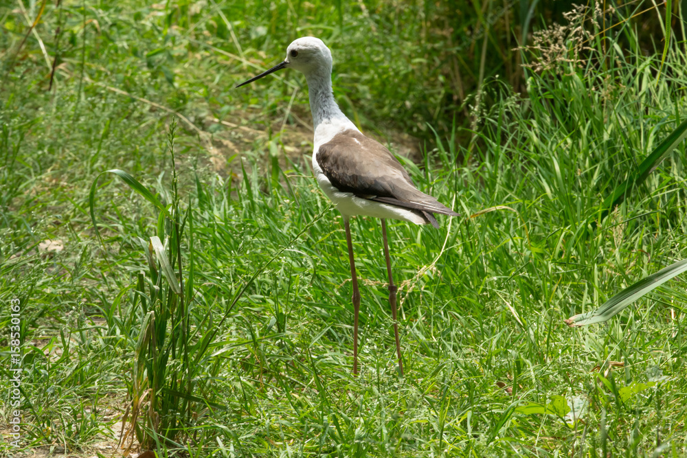 Naklejka premium Cavaliere d'Italia