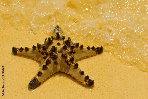 Starfish on the beach photo