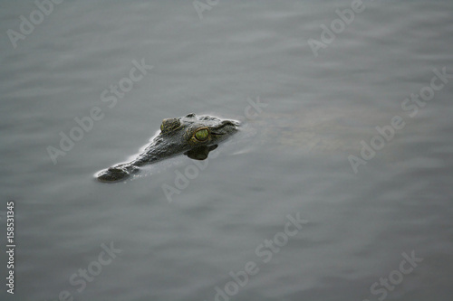Crocodile submerged in water