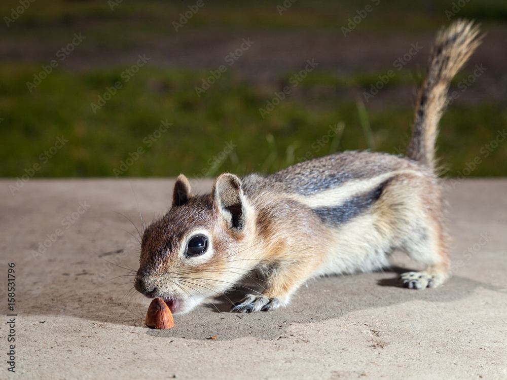 Obraz premium Ground Squirrel Eating Almonds