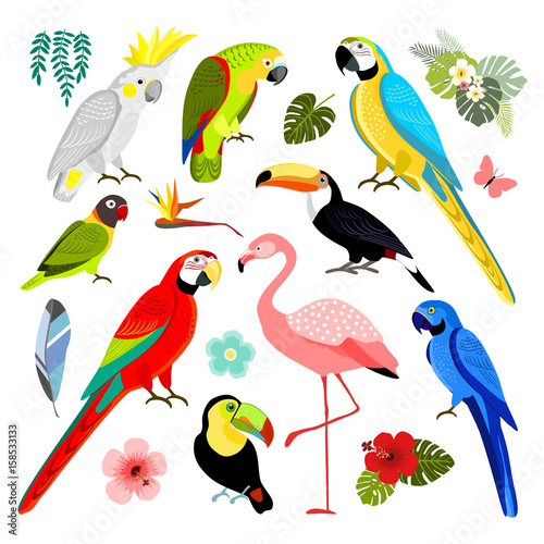 Set of exotic birds, isolated vector illustration