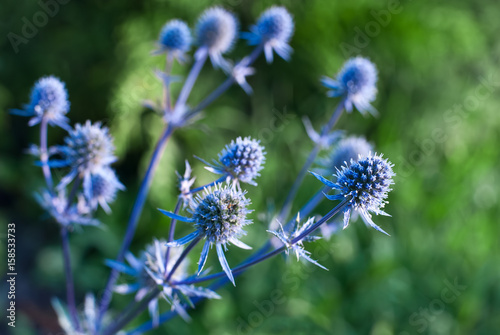 Fotografia Eryngium or Culantro