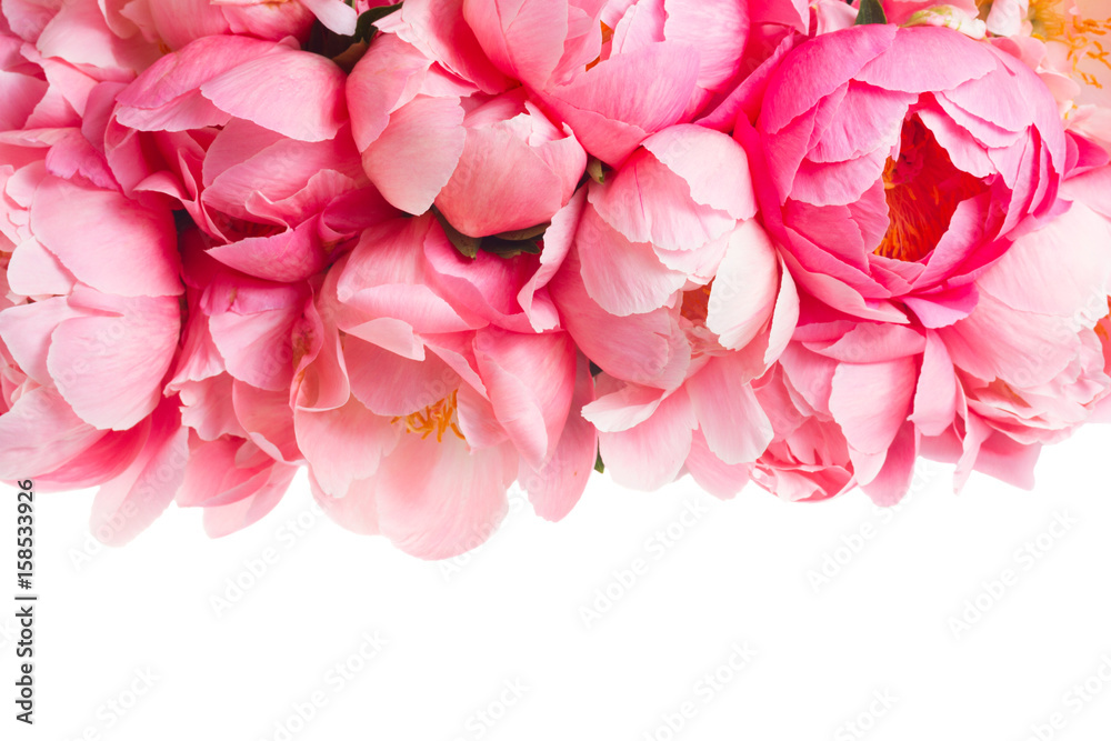 Fresh dark pink peony flowers border isolated on white background