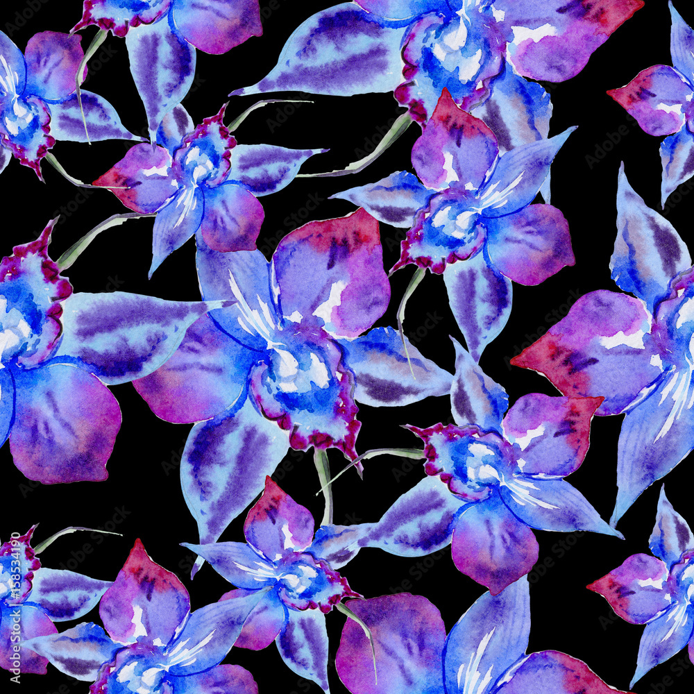 Fototapeta Wildflower fiołkowy kwiatu wzór w akwareli stylu odizolowywającym.