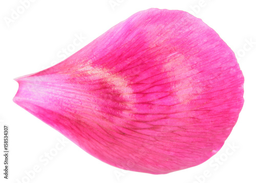 Pink peony petal close-up isolated on white background