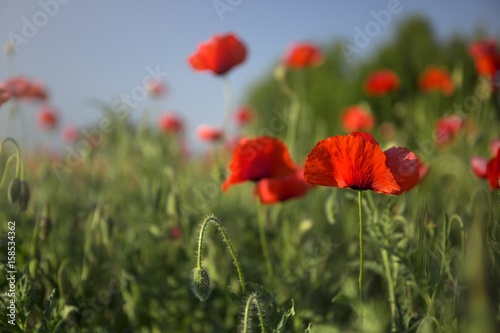 flowers of field poppy