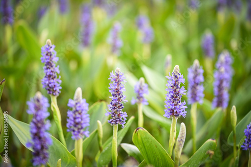 Blue Pickerelweed Blossoms (Pontederia Cordata Species)