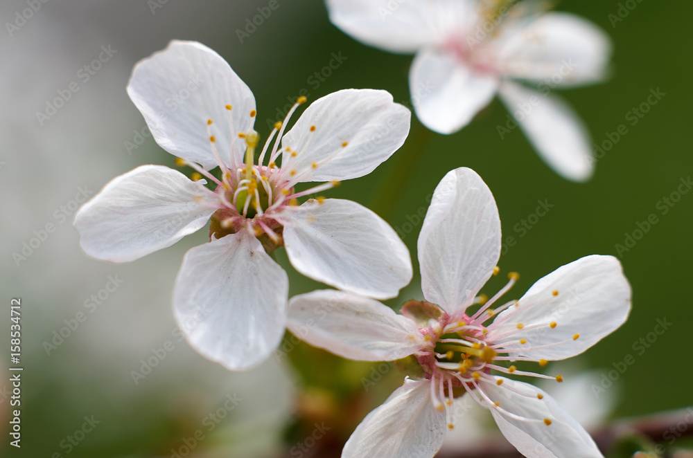 The Cherry Blossom/A beautiful flower of the blossoming cherry tree in the spring time The Cherry Blossom/A beautiful flower of the blossoming cherry tree in the spring time