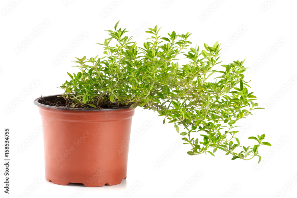 thyme herbs in pot isolated on white background thyme herbs in pot isolated on white background