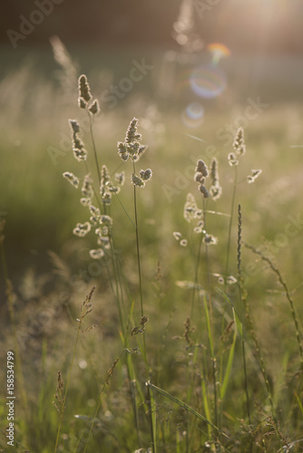 Summer field