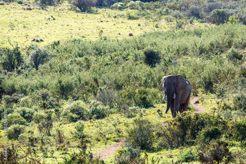 Elephant walking down the path