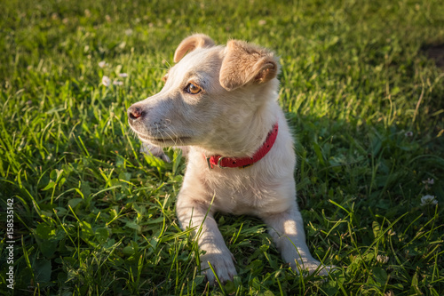 Fototapeta Naklejka Na Ścianę i Meble -  Cute crossbreed beige dog puppy with red collar lying on the grass in the sun