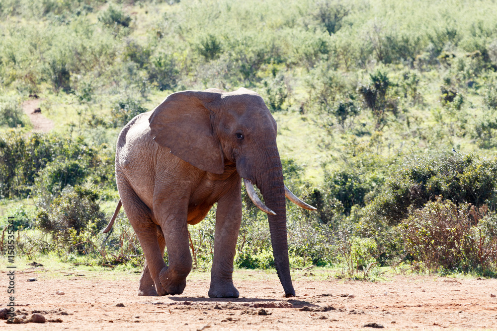 Female Elephant walking on the ground