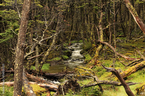 Wild river in an overgrown forest, Tierra Del Fuego, Patagonia, Chile photo