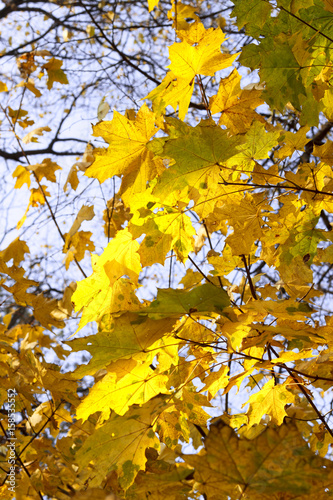 leaves of autumn maple